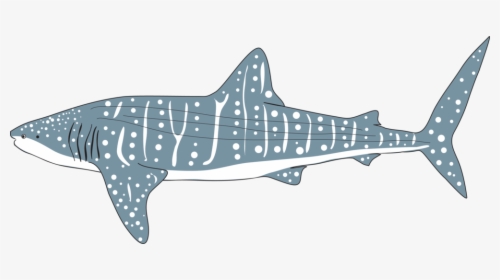 Whale Shark Png - Transparent Whale Shark Png, Png Download, Free Download