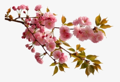 Chinese Flower Png Picture - Cherry Blossom Chinese Flowers, Transparent Png, Free Download