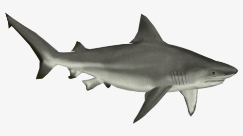 Grab And Download Sharks Png - Tiger Shark White Background, Transparent Png, Free Download