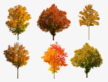 Autumn Tree Isolated Png, Transparent Png, Free Download