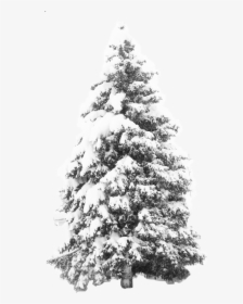 Transparent Snow Png Overlay - Tree With Snow Transparent Background, Png Download, Free Download