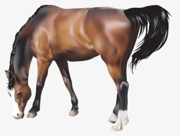 Download Horse Transparent Png - Horse Png, Png Download, Free Download