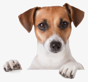 Dog Transparent Png - Jack Russell Puppies Tan And White, Png Download, Free Download