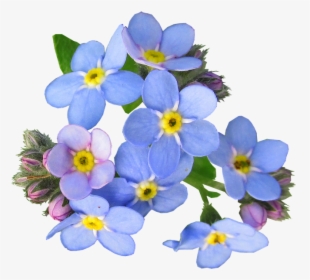 Flower,flowering Plant,alpine Forget Me Me Not,violet,borage - Forget Me Not Flower Png, Transparent Png, Free Download