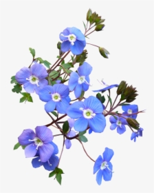 Flower,flowering Clockvine,morning Glory,forget Me - Transparent Blue Flowers Png, Png Download, Free Download
