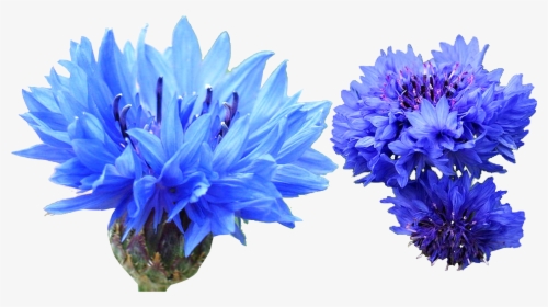 Cornflower Blue Dye Transprent Png Free Download Ⓒ - Cornflower Png, Transparent Png, Free Download
