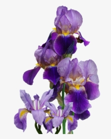 Iris, Flower, Nature, Png, Isolated, Blue, Blossom - Iris Png Flower, Transparent Png, Free Download