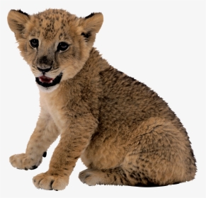 Small Lion Png Image - Cute Lion Cub Png, Transparent Png, Free Download