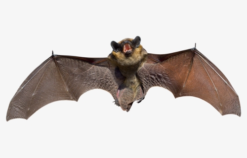 Bat Png - Bat Animal, Transparent Png, Free Download