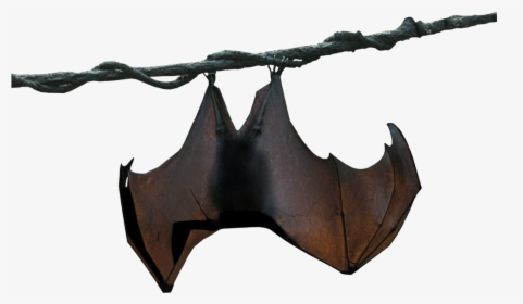 Megabat Stellaluna Animal - Hanging Bat Silhouette Png, Transparent Png, Free Download