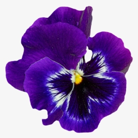 Pansy, Spring, Flower, Blossom, Bloom, Blue, Plant - Violet Flower No Background, HD Png Download, Free Download