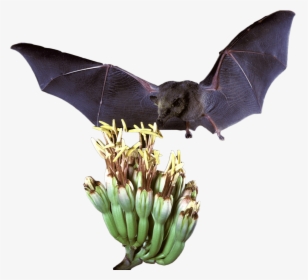 Mexican Long Tongued Bat - Big Brown Bat, HD Png Download, Free Download
