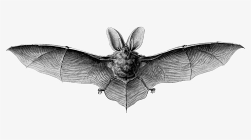 Bat Black And White, HD Png Download, Free Download