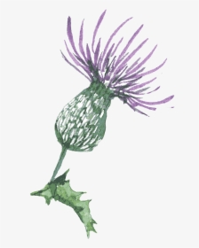 Blue Thistle Flowers Png Transparent Background - Scottish Thistle Drawing Simple, Png Download, Free Download