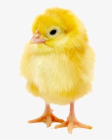 Baby Chick Png, Transparent Png, Free Download