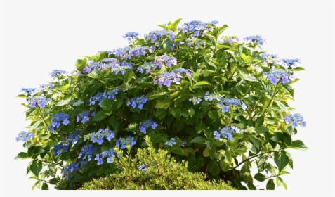 Morning Glory Family - Hydrangeas Png, Transparent Png, Free Download