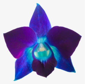 Orchid Transparent Blue - Transparent Flower Purple Blue, HD Png Download, Free Download
