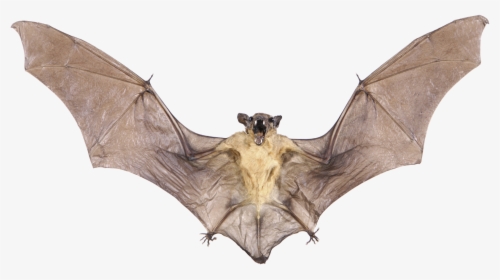 Real Bat Png Image With Transparent Background - Real Bat Png, Png Download, Free Download