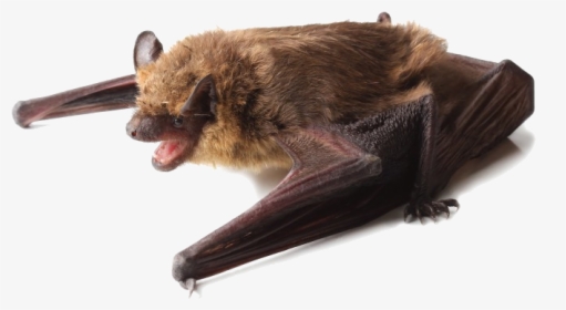 A Little Brown Bat Perched On Its Wings - Bats Black Or Brown, HD Png Download, Free Download