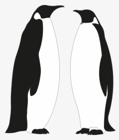 Penguin, Penguins, Bird, Cute, Wildlife, Cold, Animals - Adã©lie Penguin, HD Png Download, Free Download