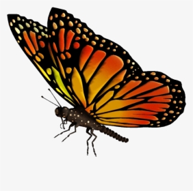Download Flying Butterflies Transparent Png - Monarch Butterfly Transparent Background, Png Download, Free Download