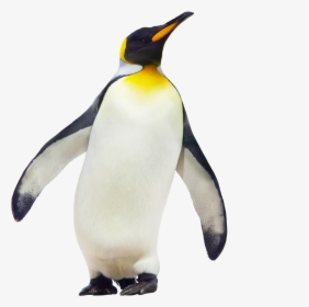 Penguin Walking Png Image - Penguinone Molecule, Transparent Png, Free Download