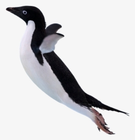 Пингвин, Императорский Пингвин, Морская Птица, Penguin, - Believe I Can Fly Funny, HD Png Download, Free Download