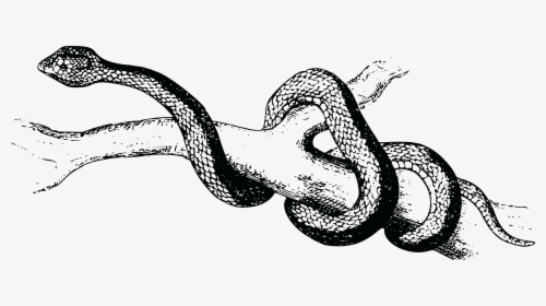Spearhead Snake - Black And White Snakes Transparent, HD Png Download, Free Download