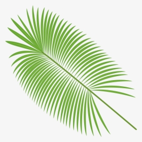 Palm Leaves Vector Material - Transparent Background Palm Leaf Png, Png Download, Free Download