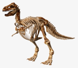 T Rex Dinosaur Skeleton, HD Png Download, Free Download