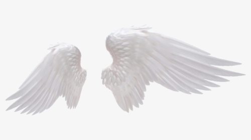 White Wings Transparent, HD Png Download, Free Download