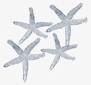 Starfish Prints 4 Svg Clip Arts, HD Png Download, Free Download