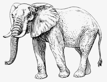 Elephant, HD Png Download, Free Download