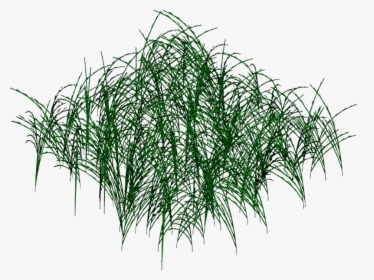 Transparent Long Grass Png, Png Download, Free Download