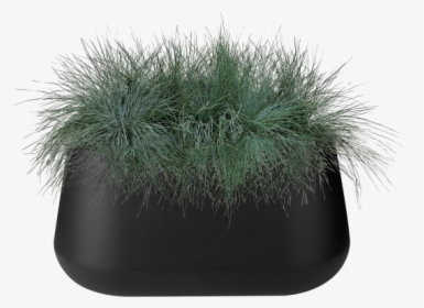 Long Grass Png, Transparent Png, Free Download