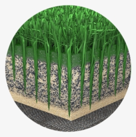 Long Grass Png, Transparent Png, Free Download