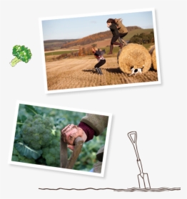 Long Grass Png, Transparent Png, Free Download
