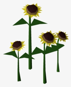 Sunflower, HD Png Download, Free Download