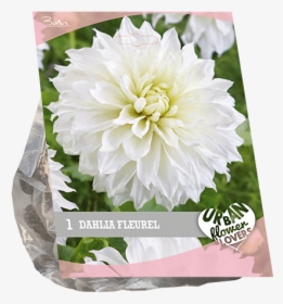 Dahlia, HD Png Download, Free Download