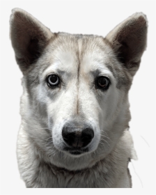Tamaskan Dog, HD Png Download, Free Download