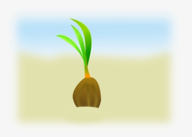 Plant,flower,leaf - Coconut Seedling Clipart, HD Png Download, Free Download