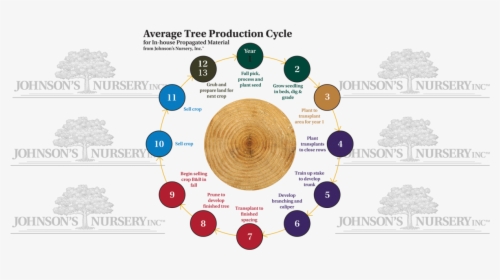 Tree Cycles Plant Production Stages Seedling Balled - Eid Al Adha 2019 Greetings, HD Png Download, Free Download