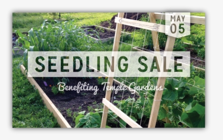 Seedling Png, Transparent Png, Free Download