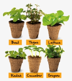 Row Of Pots - Flowerpot, HD Png Download, Free Download