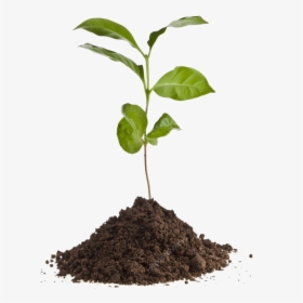 Depositphotos 13839825 Stock Photo Coffee Plant Seedling - Tree Seedling Png, Transparent Png, Free Download