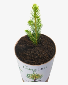Living Urns, HD Png Download, Free Download