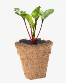 Beetroot Seedling In Biodegradable Peat Pot - Houseplant, HD Png Download, Free Download