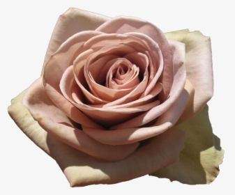 Dusty Pink Roses Png, Transparent Png, Free Download