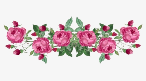 Ranunculus Drawing Cabbage Rose - Vintage Pink Rose Border, HD Png Download, Free Download