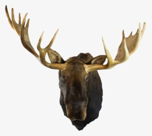 Transparent Moose Clipart - Mounted Moose Head Png, Png Download, Free Download